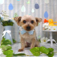 【山手店】2024年6月17日のワンちゃん達♪