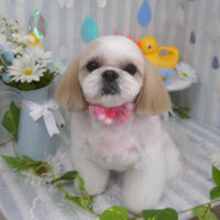 【山手店】2024年6月20日のワンちゃん達♪