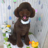 【山手店】2024年6月21日のワンちゃん達♪