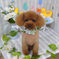 【山手店】2024年6月22日のワンちゃん達♪