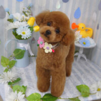 【山手店】2024年6月23日のワンちゃん達♪