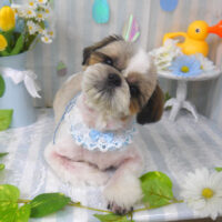 【山手店】2024年6月24日のワンちゃん達♪