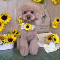 【山手店】2024年6月27日のワンちゃん達♪