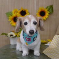 【山手店】2024年6月28日のワンちゃん達♪