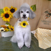 【山手店】2024年6月29日のワンちゃん達♪