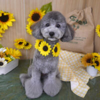 【山手店】2024年6月30日のワンちゃん達♪