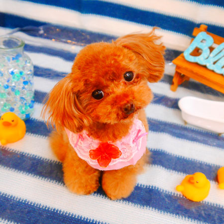 【池下店】2024年6月1日のワンちゃん達♪