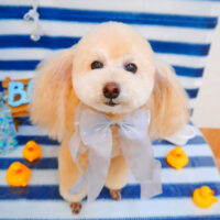 【池下店】2024年6月2日のワンちゃん達♪