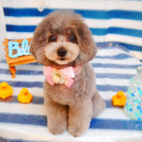 【池下店】2024年6月3日のワンちゃん達♪