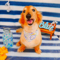 【池下店】2024年6月7日のワンちゃん達♪