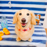 【池下店】2024年6月10日のワンちゃん達♪