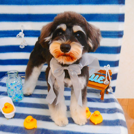 【池下店】2024年6月13日のワンちゃん達♪