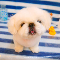 【池下店】2024年6月15日のワンちゃん達♪