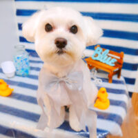 【池下店】2024年6月16日のワンちゃん達♪