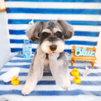 【池下店】2024年6月17日のワンちゃん達♪