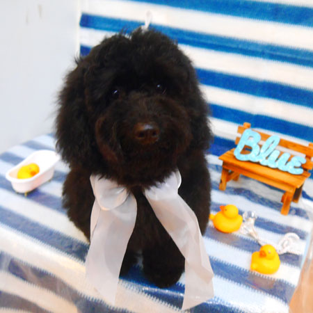 【池下店】2024年6月20日のワンちゃん達♪