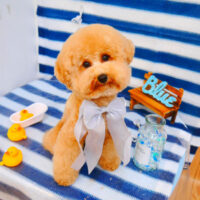 【池下店】2024年6月21日のワンちゃん達♪