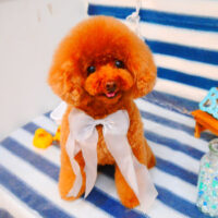 【池下店】2024年6月22日のワンちゃん達♪