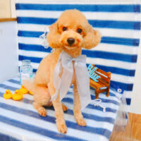 【池下店】2024年6月23日のワンちゃん達♪