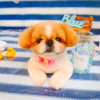 【池下店】2024年6月24日のワンちゃん達♪