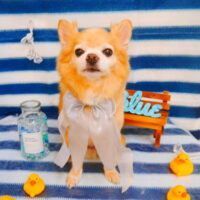 【池下店】2024年6月27日のワンちゃん達♪