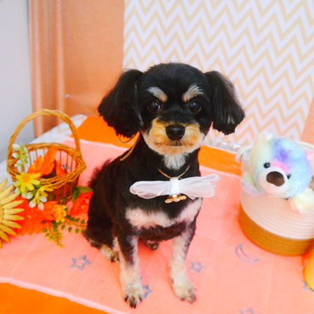 【池下店】2024年6月28日のワンちゃん達♪