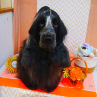 【池下店】2024年6月29日のワンちゃん達♪