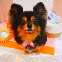 【池下店】2024年6月30日のワンちゃん達♪