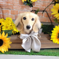 【本店】2024年7月1日のワンちゃん達♪