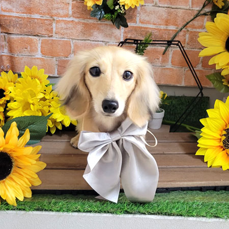 【本店】2024年7月1日のワンちゃん達♪