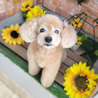 【本店】2024年7月5日のワンちゃん達♪