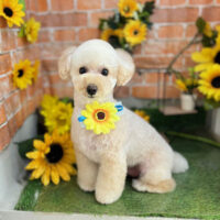 【本店】2024年7月18日のワンちゃん達♪