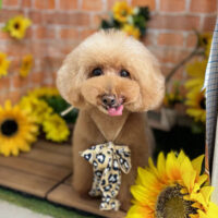 【本店】2024年7月19日のワンちゃん達♪