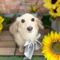 【本店】2024年7月13日のワンちゃん達♪