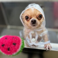 【本店】2024年7月20日のワンちゃん達♪