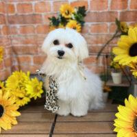 【本店】2024年7月7日のワンちゃん達♪