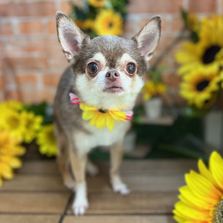 【本店】2024年7月21日のワンちゃん達♪