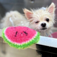 【本店】2024年7月26日のワンちゃん達♪