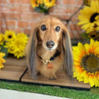 【本店】2024年7月4日のワンちゃん達♪