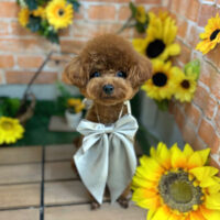 【本店】2024年7月15日のワンちゃん達♪