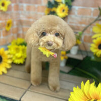 【本店】2024年7月22日のワンちゃん達♪