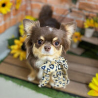 【本店】2024年7月25日のワンちゃん達♪