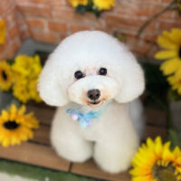 【本店】2024年7月6日のワンちゃん達♪