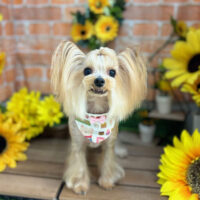 【本店】2024年7月8日のワンちゃん達♪