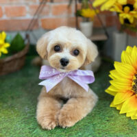 【本店】2024年7月11日のワンちゃん達♪