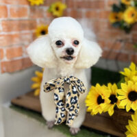 【本店】2024年7月12日のワンちゃん達♪