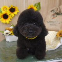 【山手店】2024年7月1日のワンちゃん達♪