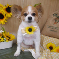 【山手店】2024年7月6日のワンちゃん達♪