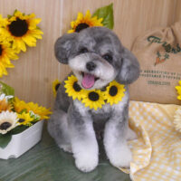 【山手店】2024年7月7日のワンちゃん達♪