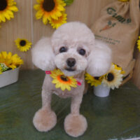 【山手店】2024年7月18日のワンちゃん達♪